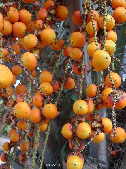 Butia
